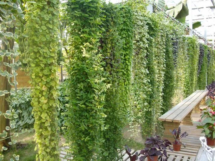 常春藤修剪"别心软",这么剪,枝叶挤满花盆!