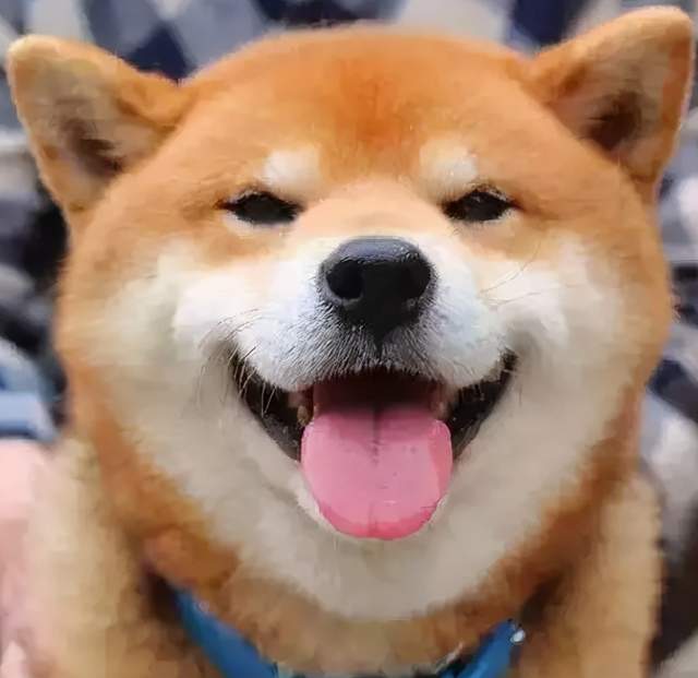 一个好心人给狗狗喂火腿肠,后来没有了,他摊手表示火腿肠吃完了,狗狗