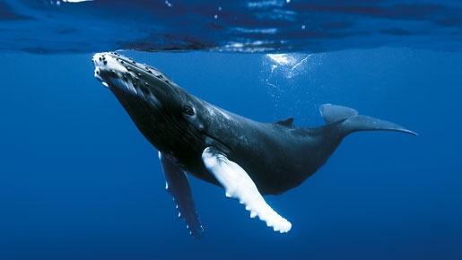 埃及鲸鱼谷,里面的化石竟证明鲸鱼来自陆地,最后才成为海洋动物