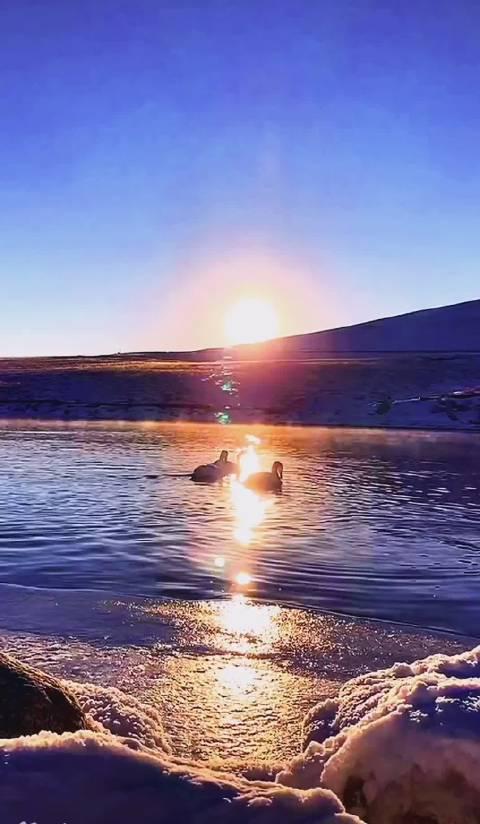 赛里木湖偶遇,几只小鸭子悠哉悠哉的戏水,你怎么这么悠闲