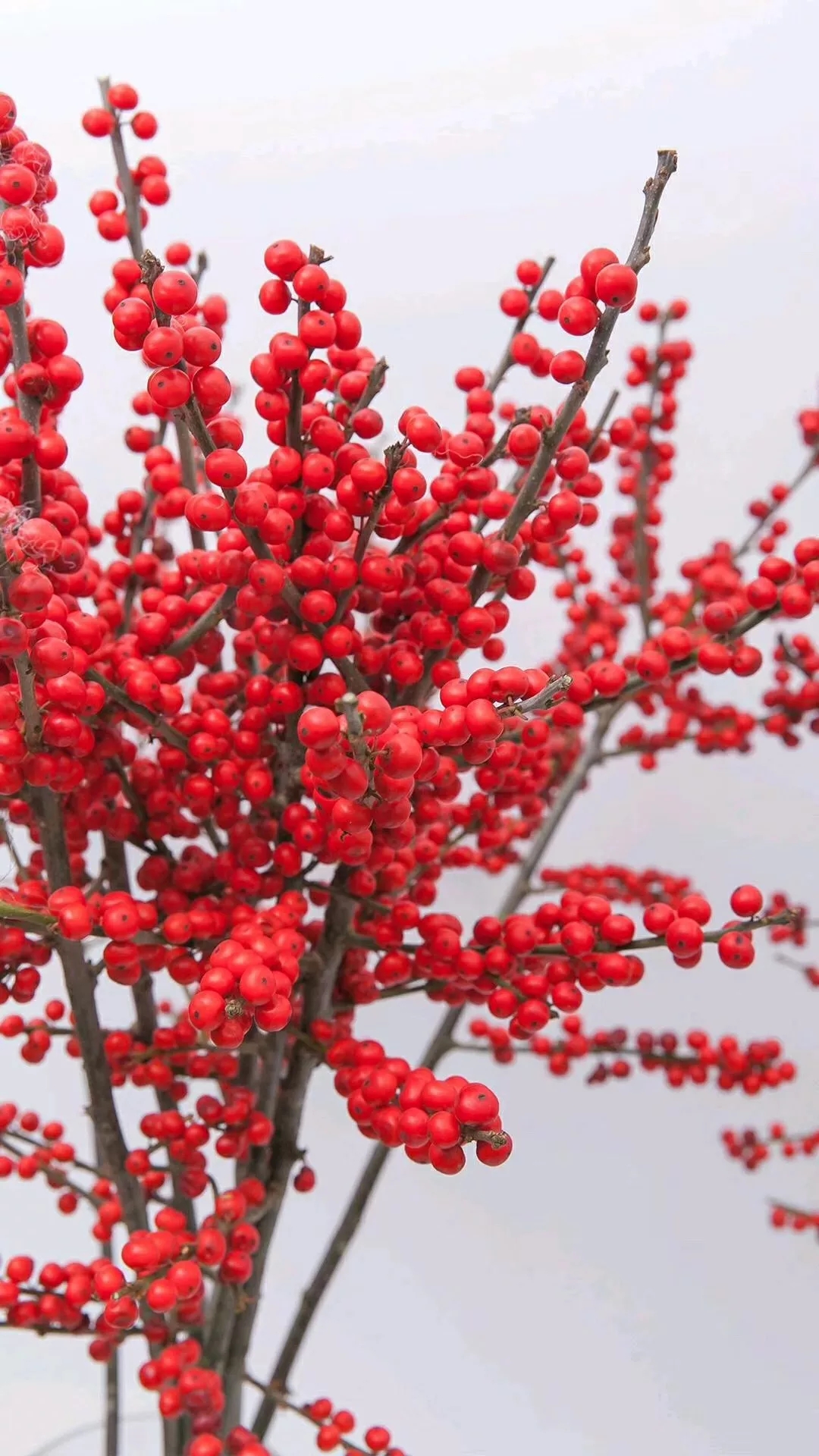 年宵花就选北美冬青春节在家里放一盆