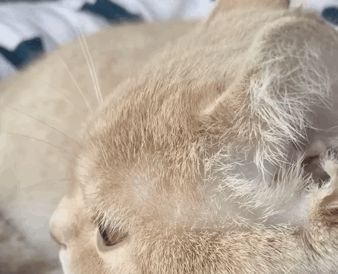 萌宠搞笑收到发来一张猫秃头照片看完我笑死了哈哈哈哈哈哈