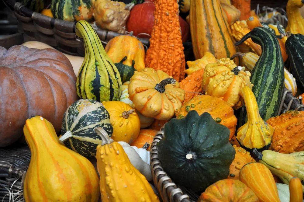 买的少,估计大家都知道,这些奇怪的品种,应该都不好吃吧有巨无霸南瓜