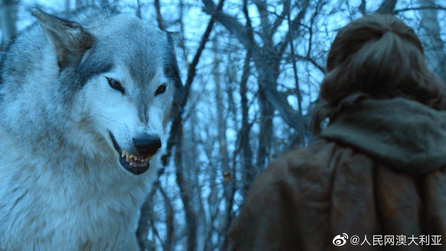 澳调查:dna测序显示《权力的游戏》中的冰原狼是现代狼的远亲