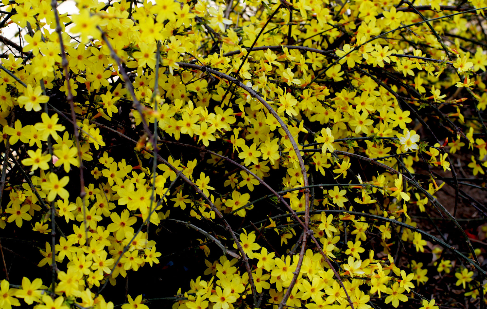 迎春第一花学会这几招色彩鲜艳花期长