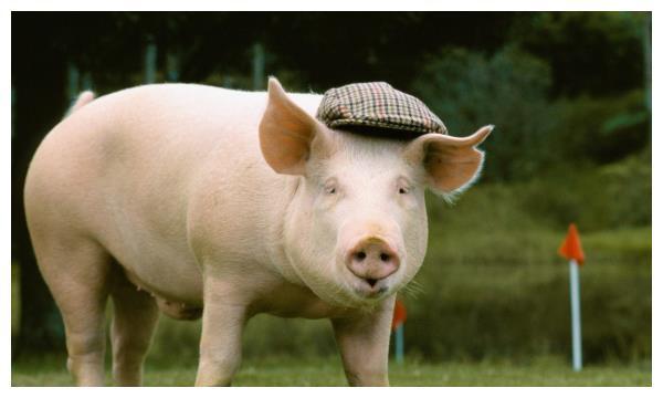 2021生肖猪运势极佳特别是71年的福气猪万事大吉