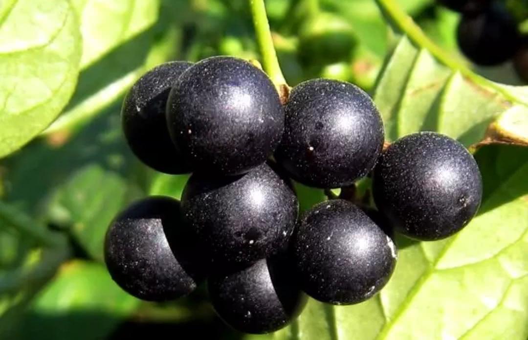 儿时有一种小果树,每年树上全是黑果!