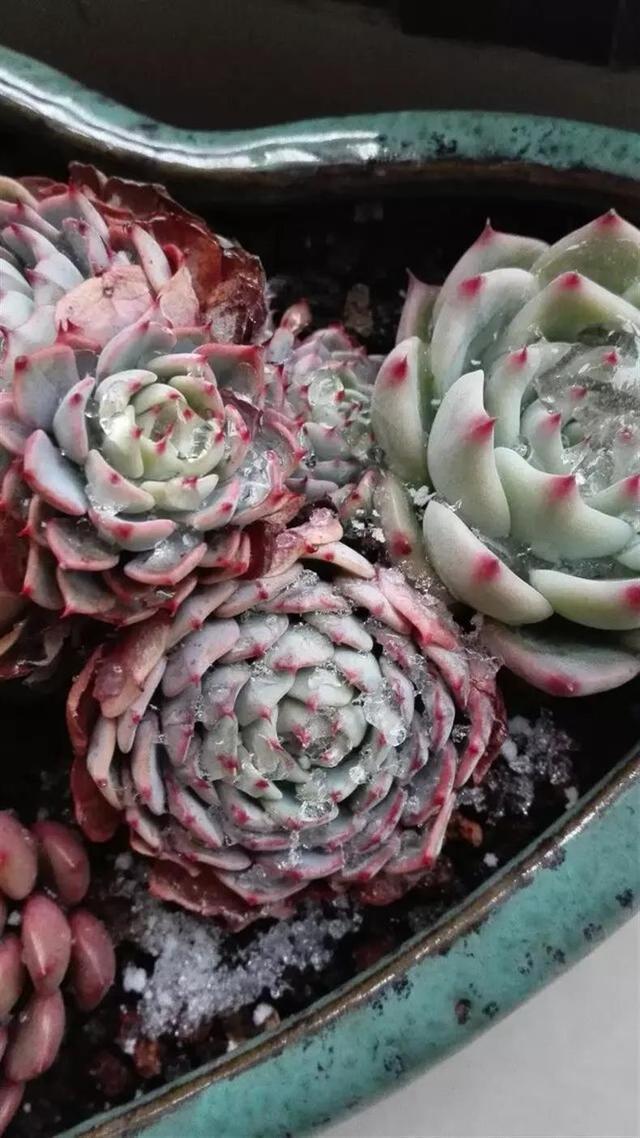 多肉"冻伤"分3个程度,如何恰当防治?