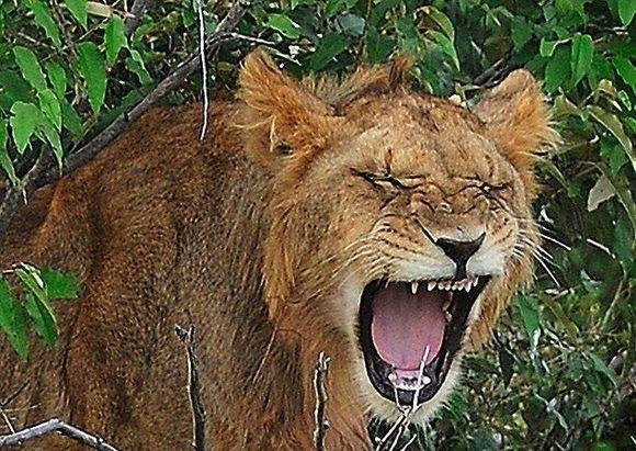 小狮子在树上张牙舞爪快崩溃凑近看才知道咋回事这画面太囧了