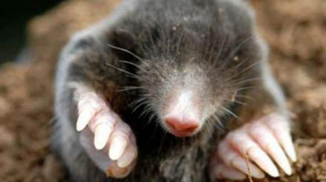 曾是农田的"祸害",却因骨头贵似虎骨,摇身一变为珍贵动物|养殖业|鼢鼠