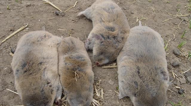 曾是农田的"祸害",却因骨头贵似虎骨,摇身一变为珍贵动物|养殖业|鼢鼠