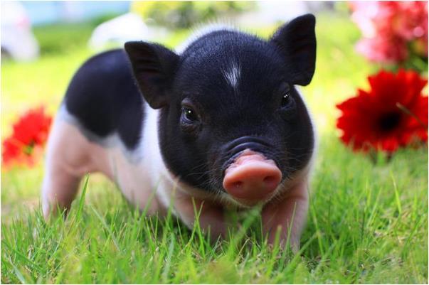 大金猪的晚年宿命尤其是71年的运势超好让人羡慕