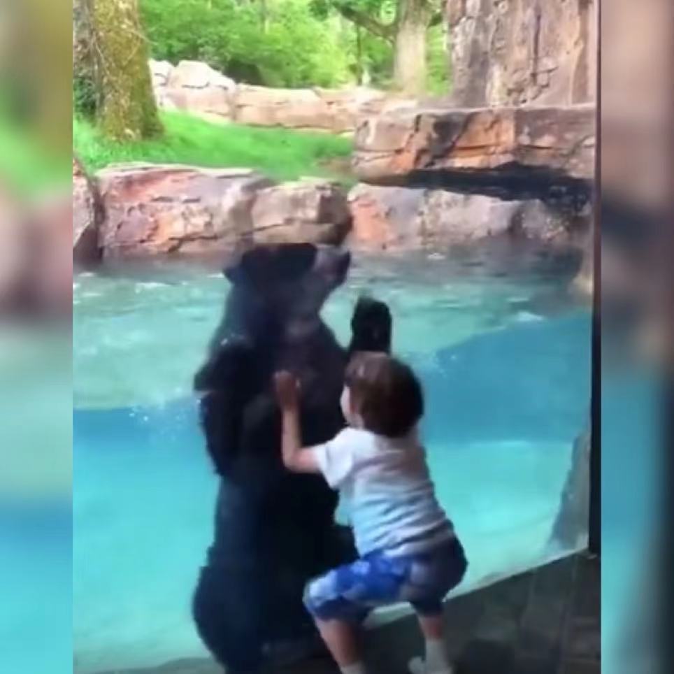 萌娃在动物园跟大熊隔着玻璃玩“跳跃游戏”火了，网友：好有爱啊休闲区蓝鸢梦想 - Www.slyday.coM