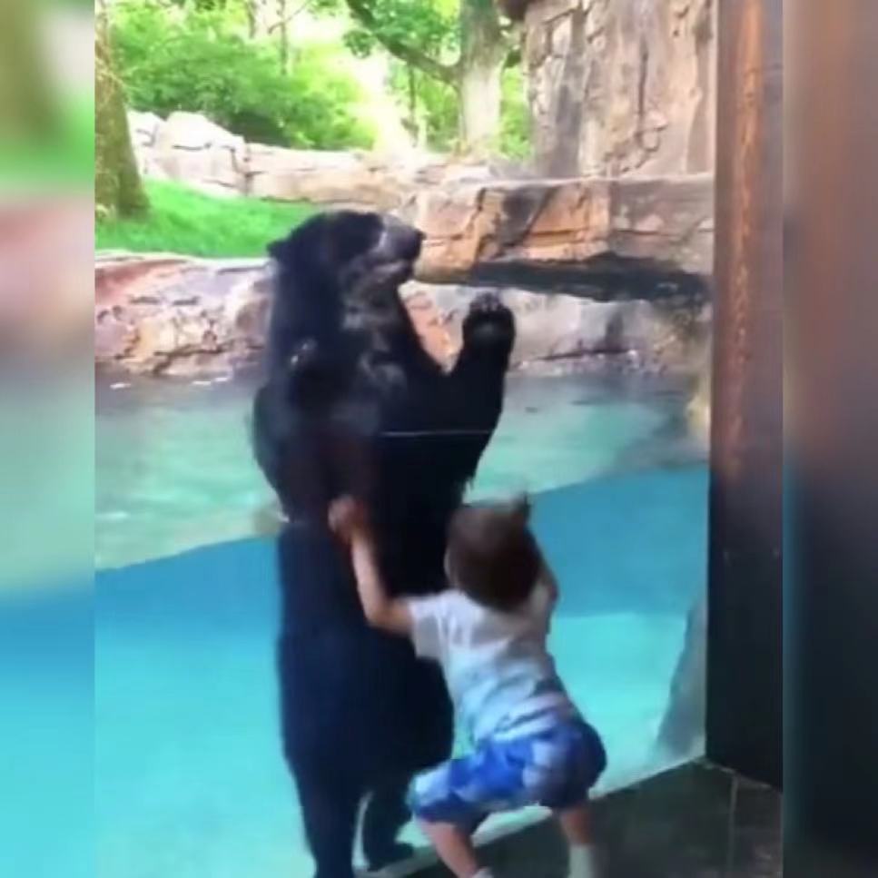 萌娃在动物园跟大熊隔着玻璃玩“跳跃游戏”火了，网友：好有爱啊休闲区蓝鸢梦想 - Www.slyday.coM