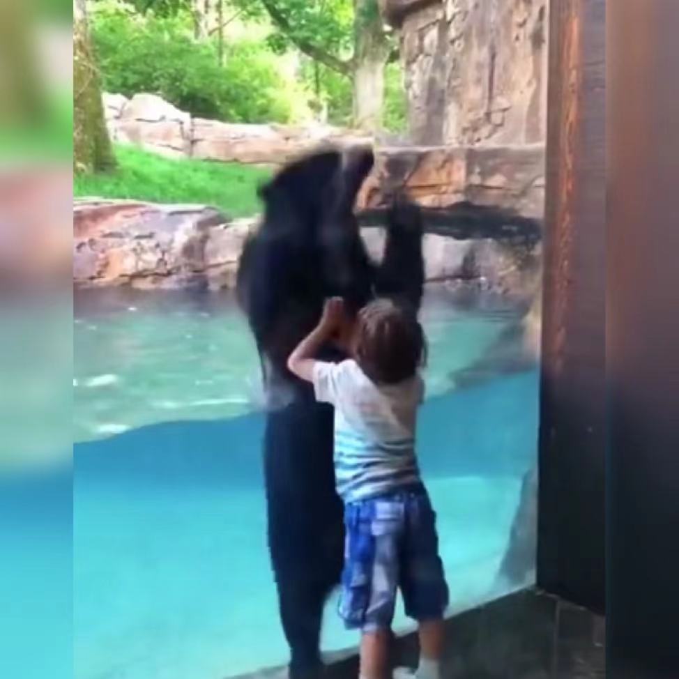 萌娃在动物园跟大熊隔着玻璃玩“跳跃游戏”火了，网友：好有爱啊休闲区蓝鸢梦想 - Www.slyday.coM