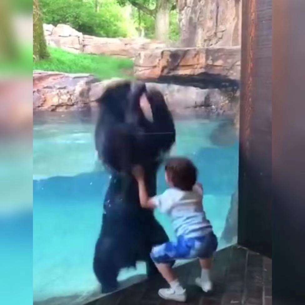 萌娃在动物园跟大熊隔着玻璃玩“跳跃游戏”火了，网友：好有爱啊休闲区蓝鸢梦想 - Www.slyday.coM