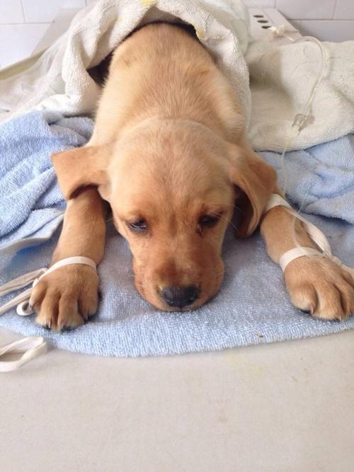 养狗知识:狗狗打喷嚏是感冒了?其实可能比想得严重