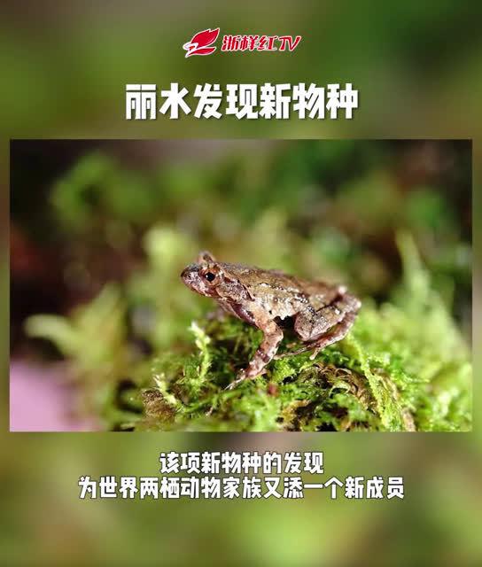浙江丽水发现全球新物种 百山祖角蟾