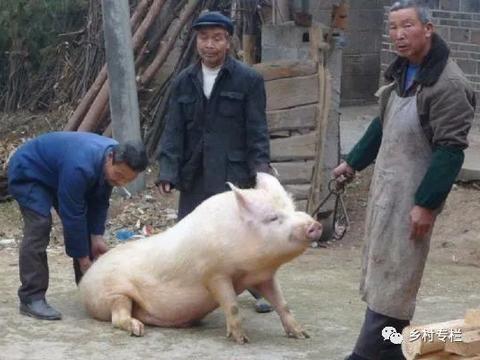 “屠夫不宰五趾猪，守村不守有庙村”，啥意思？老话有啥讲究？|屠夫|五趾|老话|庙宇|农村_新浪新闻