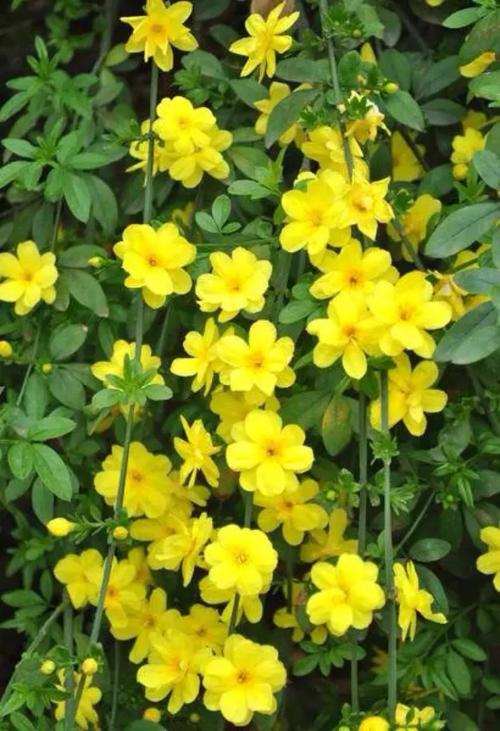 迎春第一花学会这几招