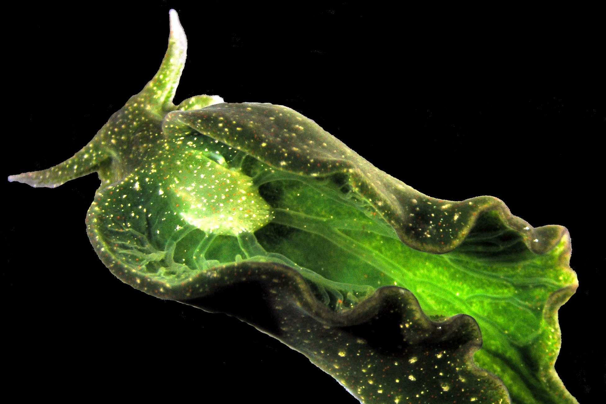 绿叶海蜗牛动物也可以进行光合作用