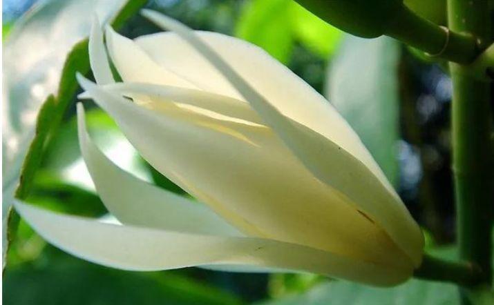 养花试试此几款,花朵小巧玲珑,黄绿交辉,展现不一样的美