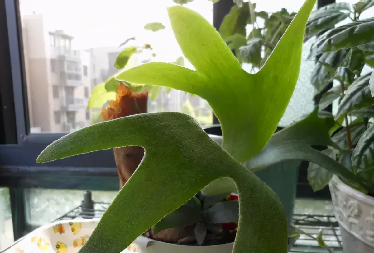 光合作用的唯一媒介光照对植物的影响你清楚多少