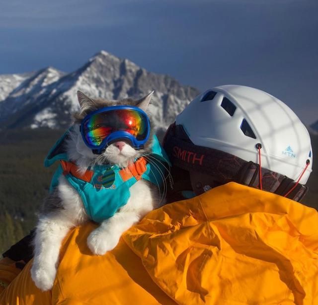 滑雪溜冰爬雪山加拿大的猫冬天都在勇闯天涯