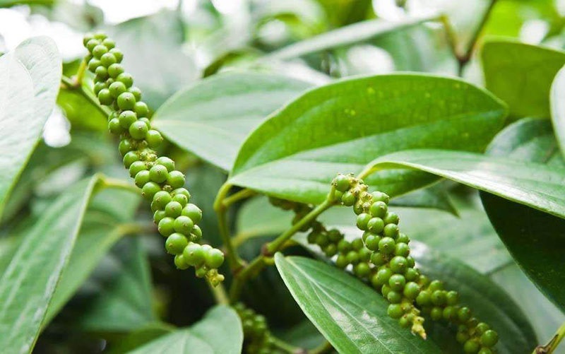 首先我们来了解胡椒,胡椒是一种双子叶植物,胡椒科,浆果呈球形,一串