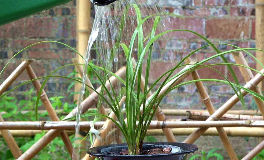 兰花冬天浇水四原则合理掌握不烂根满盆全是胖白根