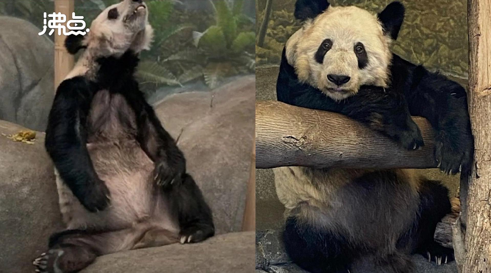 官方回应孟菲斯动物园熊猫瘦骨嶙峋:属于老年并患有皮肤病