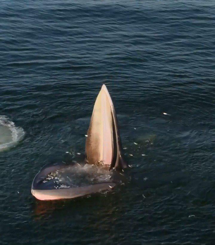 泰国湾鳀鲸干饭时被无人机捕捉到