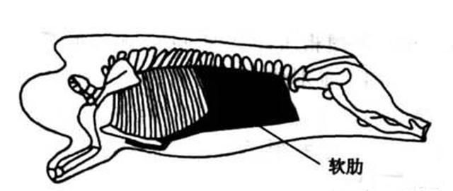 五花肉分為上五花和下五花,上五花也叫硬肋,下五花也叫軟肋.