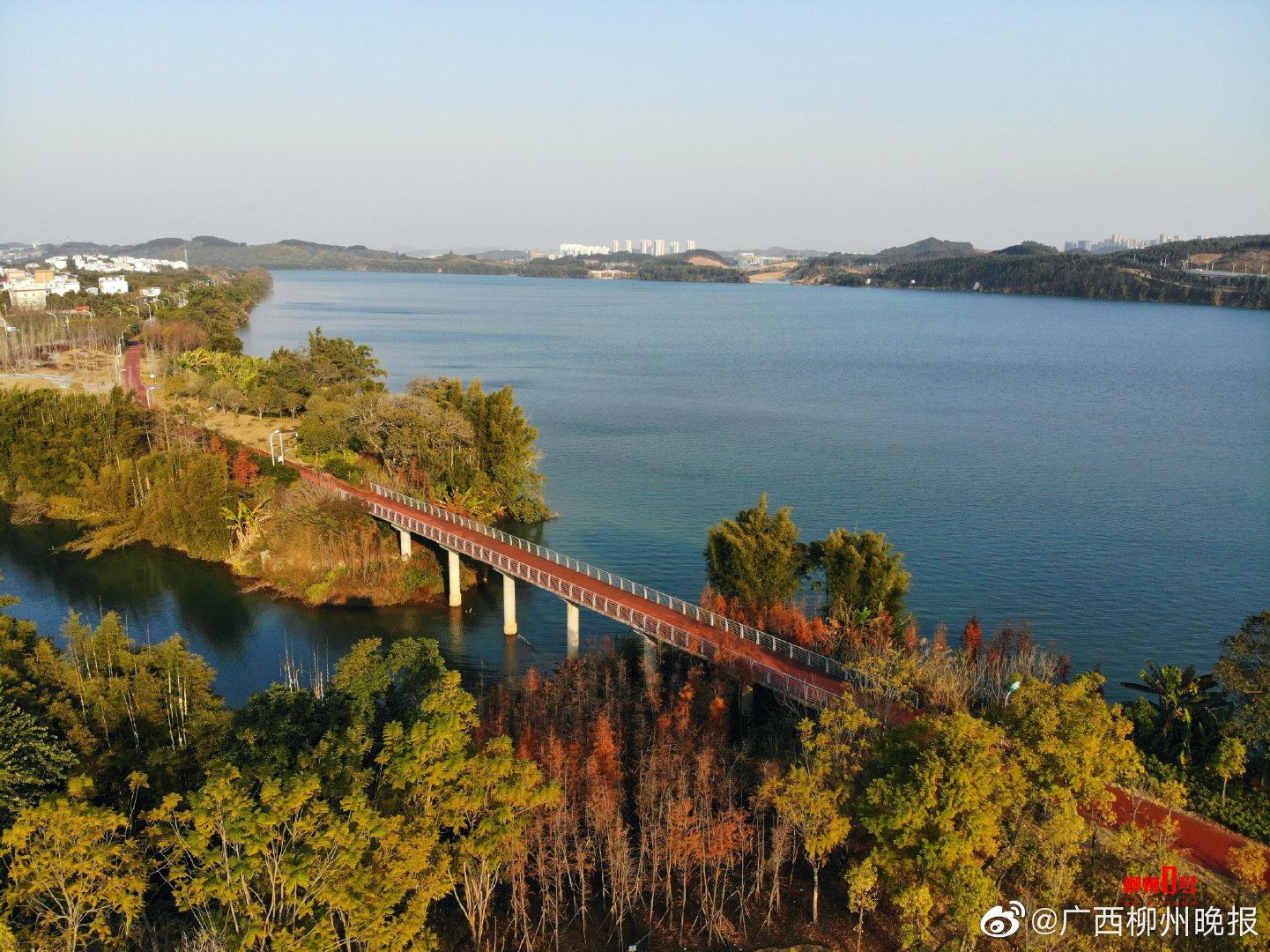 美了美了环江滨水大道水杉换上红妆快来打卡