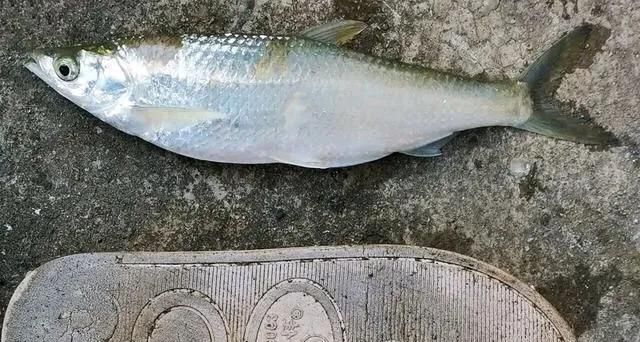 京东白条客服逾期