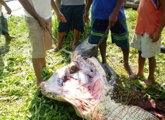河岸上漂浮一具血迹斑斑的鳄鱼尸体,最叫人恐惧的却是肚里的东西