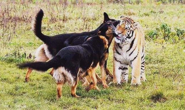 狗狗去看望一起长大的老虎,老虎一眼认出狗兄弟,画面让人感动