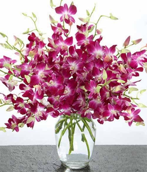 插花洋兰鲜切花养护