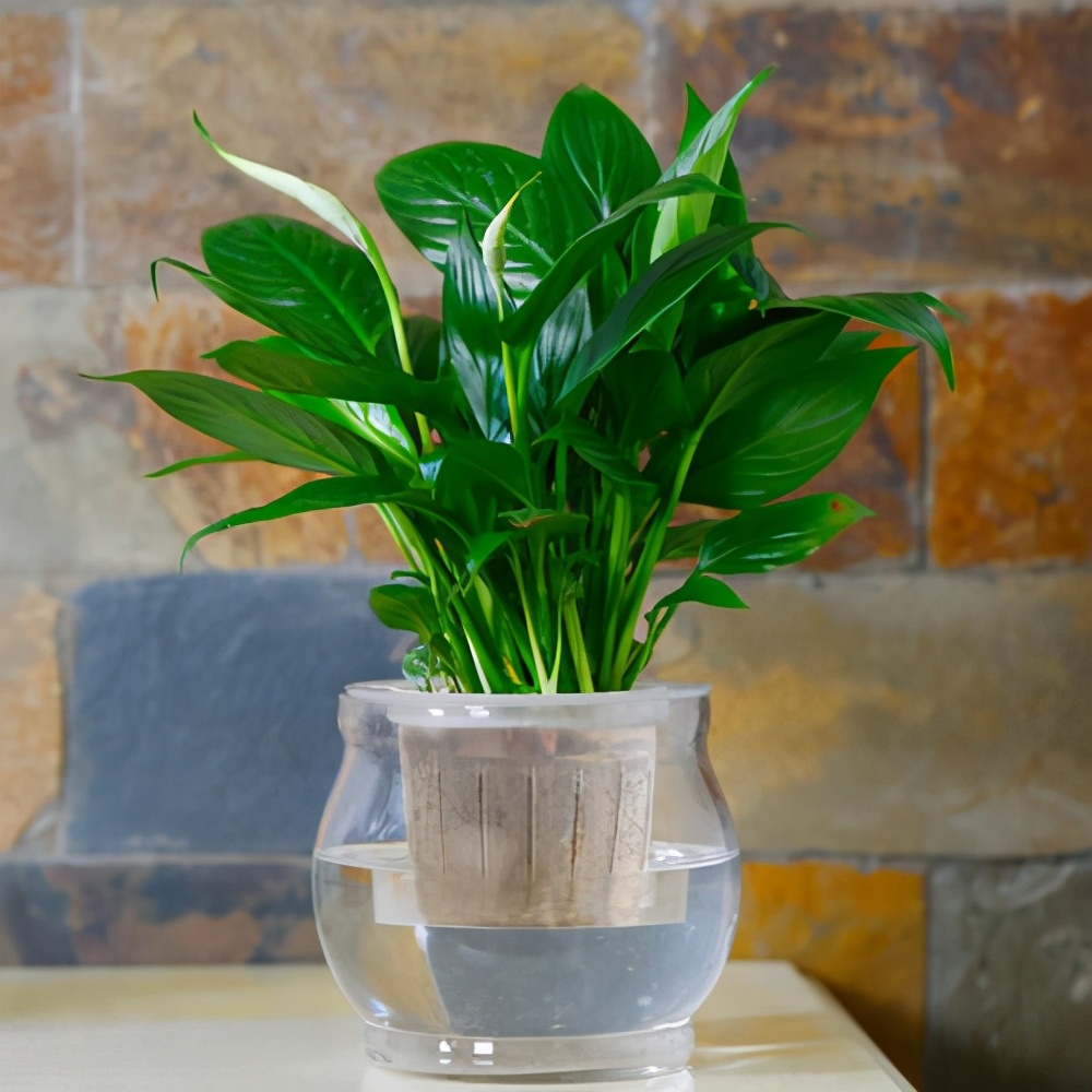 水培白鹤芋做好这几步