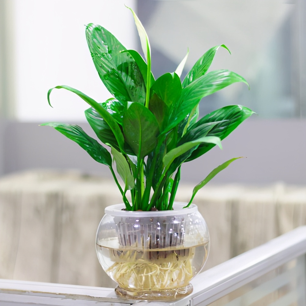 水培白鹤芋做好这几步