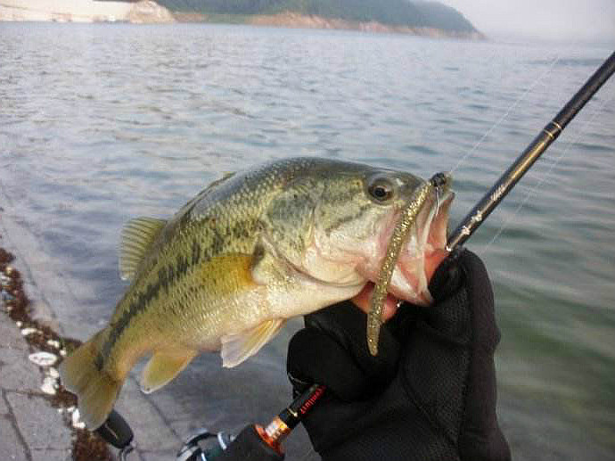 谁说冬天不能钓鱼了路亚鲈鱼照样嗨翻天