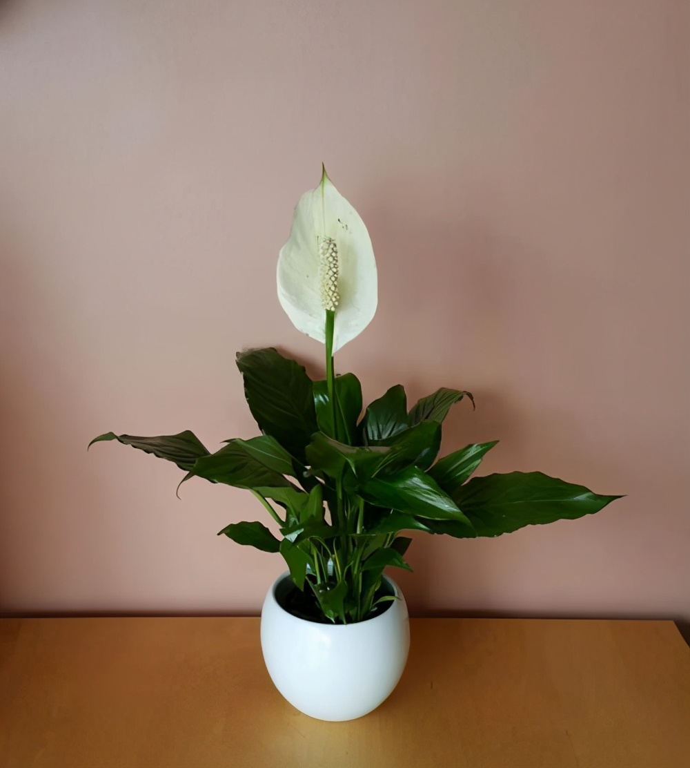 北方家里开暖气,室内空气质量差又干燥!