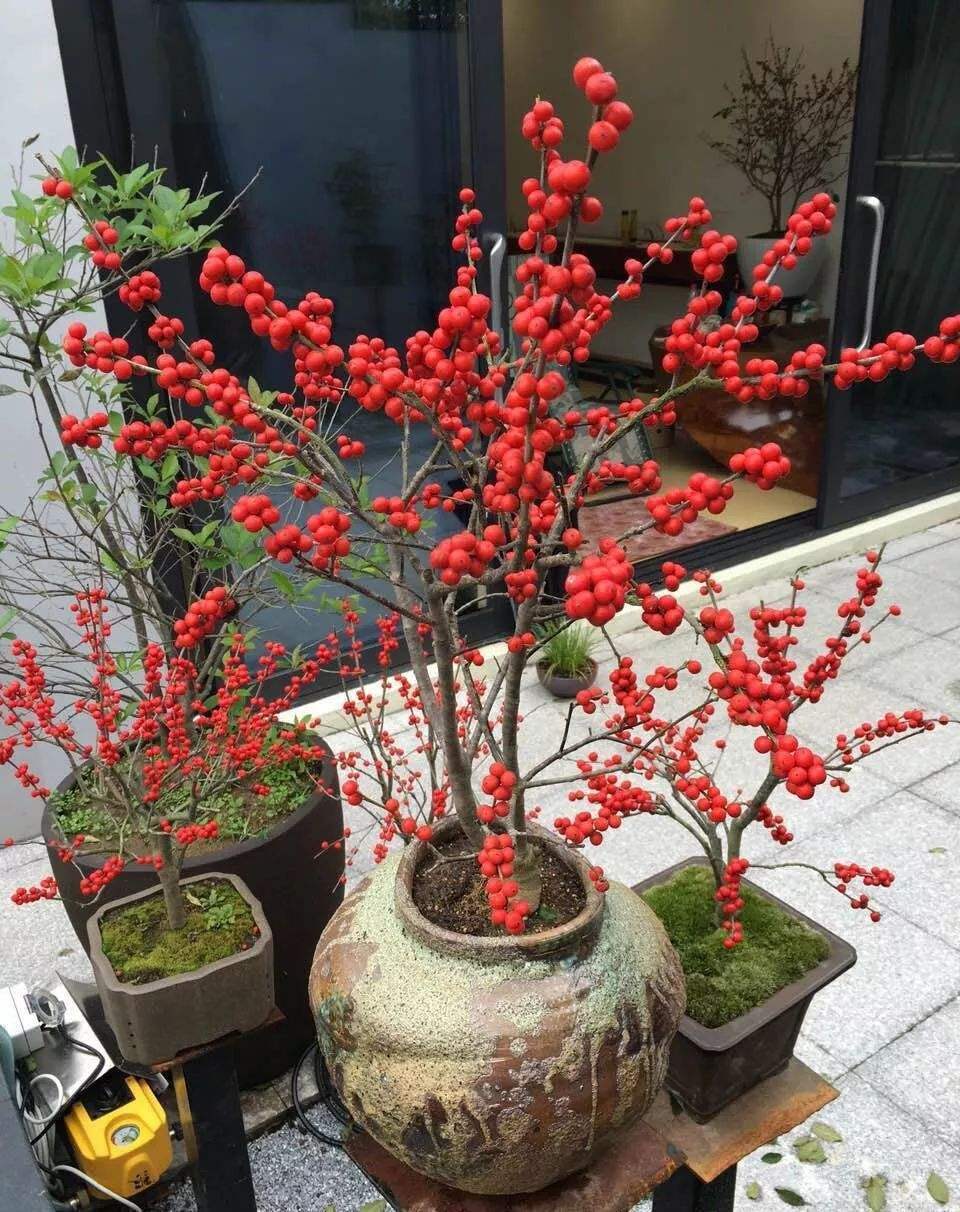 北美冬青主要生长在欧美地区,是进口花卉,市面上的价格自然是会比较高