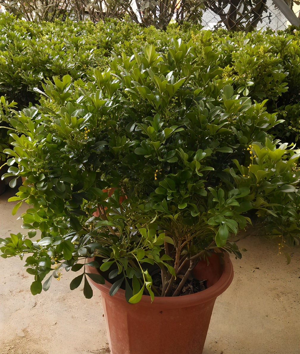 米兰盛开时花香淡雅叶子四季青翠