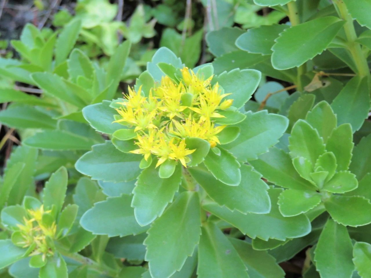 春夏季节开满金黄色花朵的三七景天很好养的多肉基本零难度