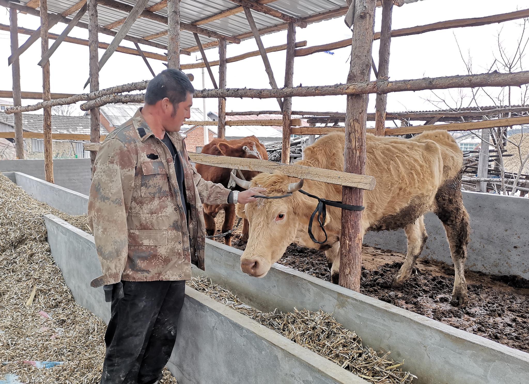 聊起养牛,39岁的黑龙江省延寿县六团镇富源村养牛户屈贵发两