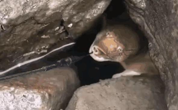 男子用刚买的生猪肉做诱饵，结果从石缝中拽出这个大家伙休闲区蓝鸢梦想 - Www.slyday.coM