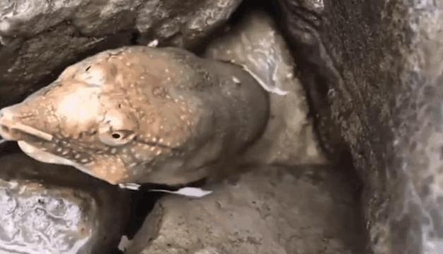 男子用刚买的生猪肉做诱饵，结果从石缝中拽出这个大家伙休闲区蓝鸢梦想 - Www.slyday.coM
