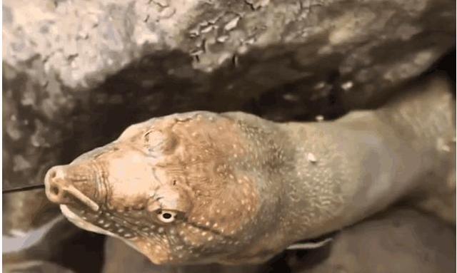 男子用刚买的生猪肉做诱饵，结果从石缝中拽出这个大家伙休闲区蓝鸢梦想 - Www.slyday.coM