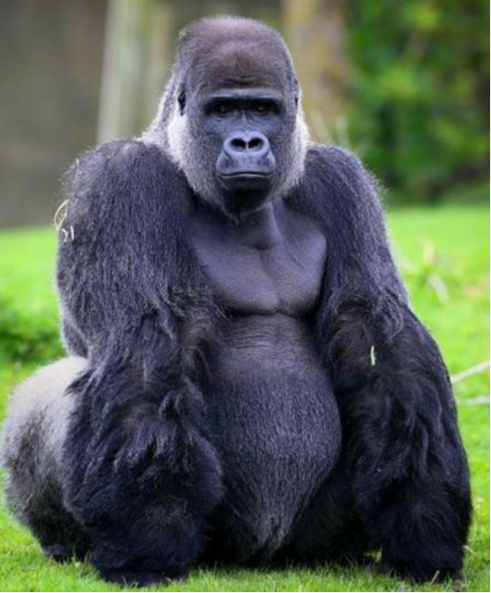 高尔夫GTI价格优势 第八代小钢炮是否值得买